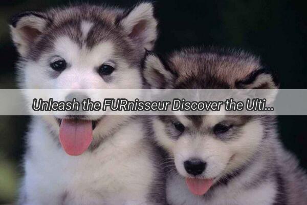 Unleash the FURnisseur Discover the Ultimate Grooming Tool for Your Pups Lustrous Coat